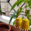 Yellow Tasseled Jhumka for Women